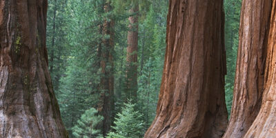 Supporter Profile: Redwoods Inspire Best-Selling Author