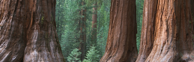 Supporter Profile: Redwoods Inspire Best-Selling Author