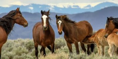 To Walk in Wilderness Speech – Wilderness Conference