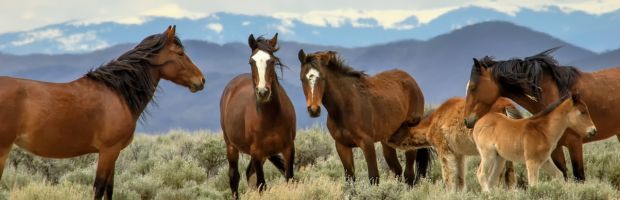To Walk in Wilderness Speech – Wilderness Conference