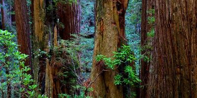 Standing Tall Speech – Save the Redwoods League