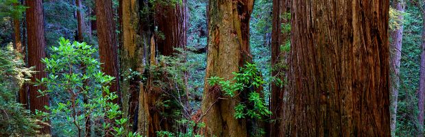 Standing Tall Speech - Save the Redwoods League