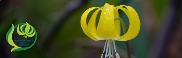 Yellow Avalanche Lily with Gloria Barron Prize for Young Heroes logo