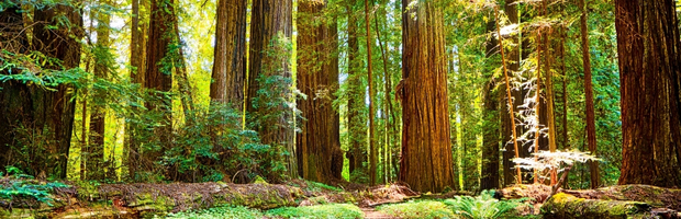 Bush Waging a War on Parks, Wilderness