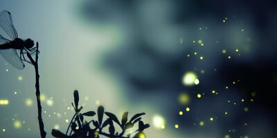 Wonder: A Definition