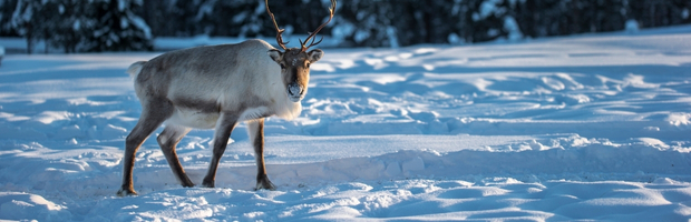 Wondrously Blank: A Plea for Arctic National Wildlife Refuge