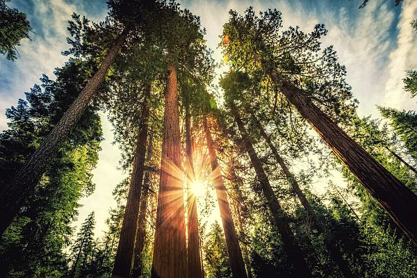 Forest_upward_view