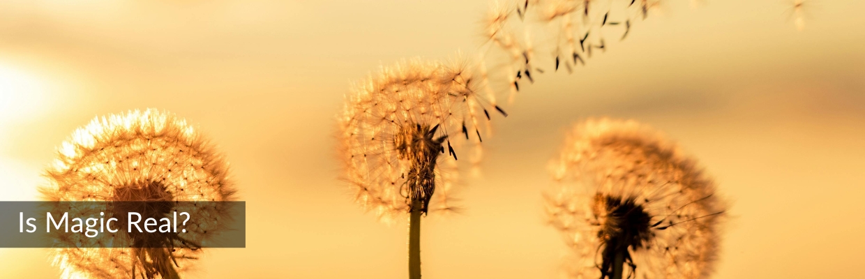 Is-Magic_Real_Featured dandelions in the breeze at sunset, symbolizing magic in nature to answer the question, “Is magic real?”