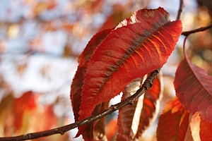 red_leaf_sm