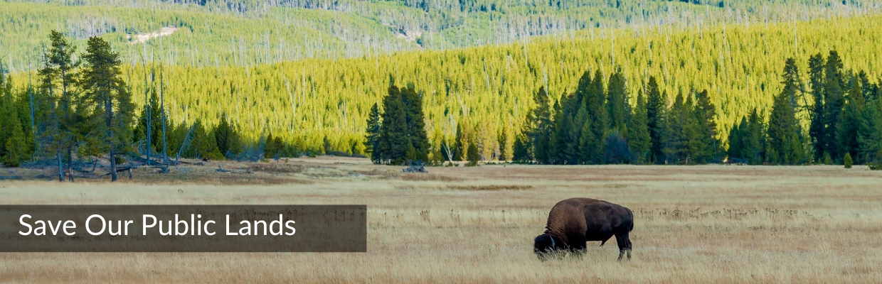 Save-Our-Public-Lands_Featured Yellowstone National Park with grazing buffalo