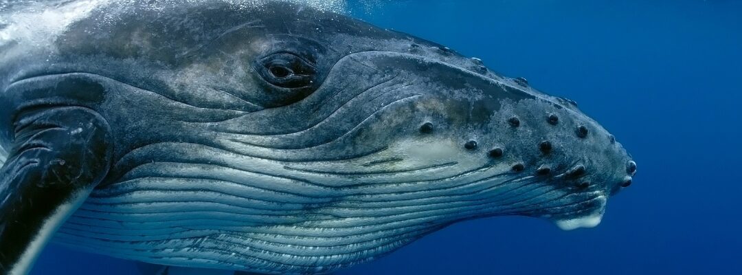 Seeing Through the Eyes of a Whale