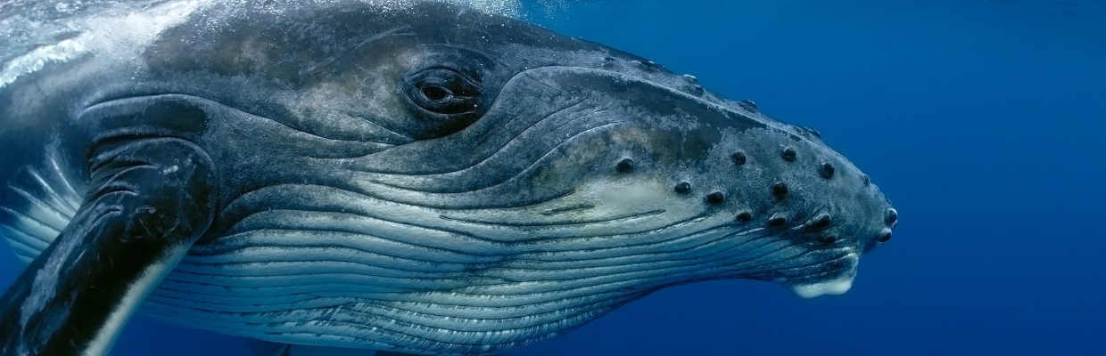 Close up photograph of a humpback whale's eye