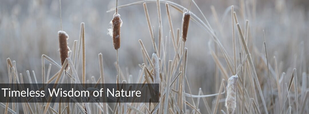 The Timeless Wisdom of Nature