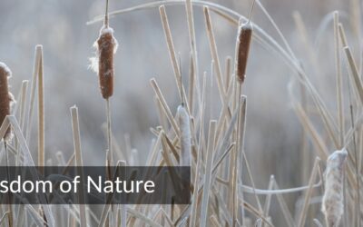 The Timeless Wisdom of Nature