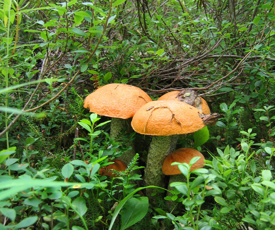 mushrooms growing on a forest floor