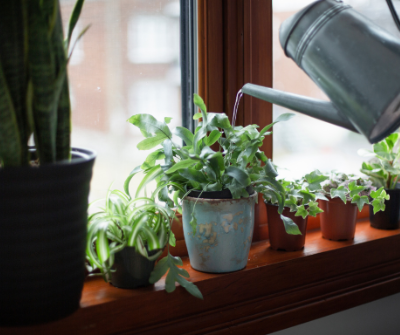 how to help the environment: watering can watering houseplants