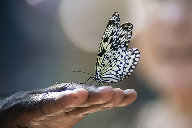 butterfly sitting on man's hand