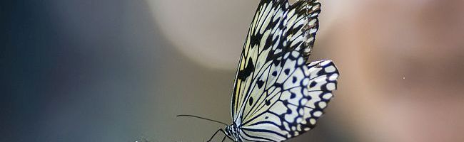 A Blessing of Butterflies