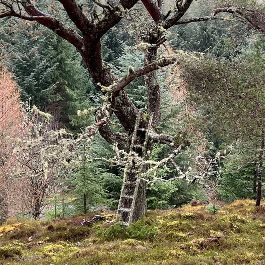 Moss-covered ladder leaned against an old tree in Scotland