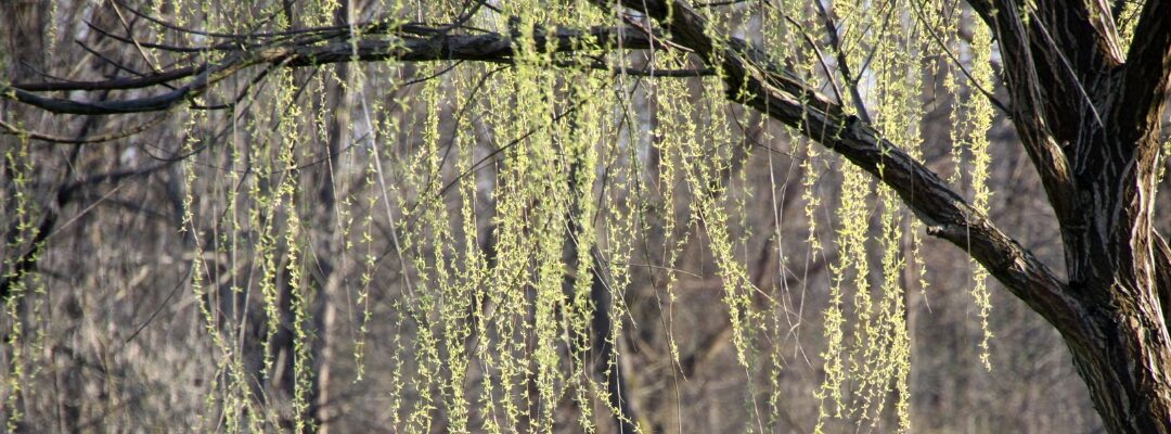 Life Lessons I’ve Learned From Trees