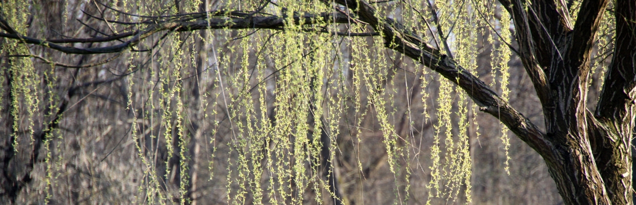 sweeping branches of a willow tree