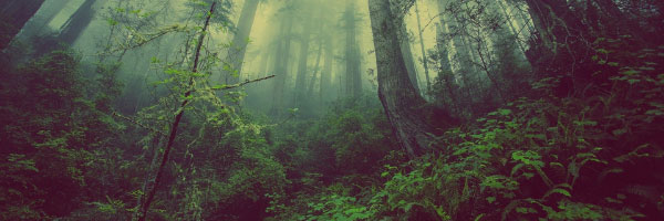 Lush green trees and forest floor