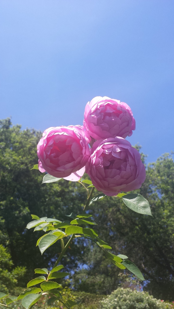 Pink Flower against a blue sky