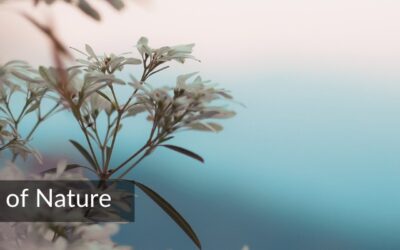 The Sacredness of Nature