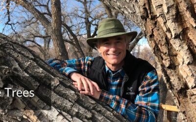 My Friends, The Trees