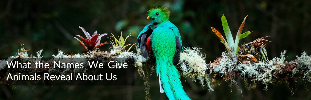 Resplendent quetzal in a Costa Rican rainforest canopy, symbolizing the names we give animals