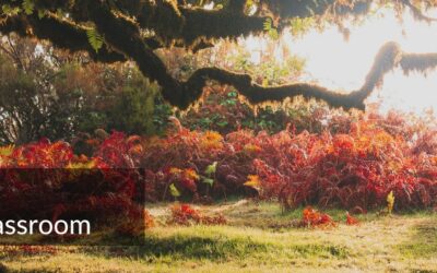 Nature: The Original Classroom