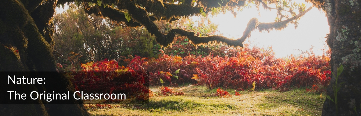 What nature teaches us; a sunlit forest path symbolizing learning and connection with the natural world.